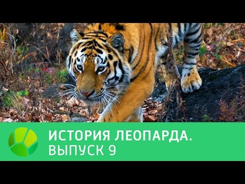 История леопарда. Выпуск 9 | Живая Планета