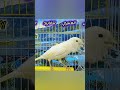 أقوى تغريد كناري فوق الأرض  2025 طيور  اهميه النظافه اكسبلور