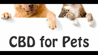 How can 100% legal CBD help your pet?  HEMPMEDS