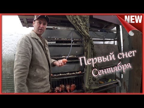 Перепёлки Замерзают!!! Первый снег. Перелёт перепелов на зимовку.