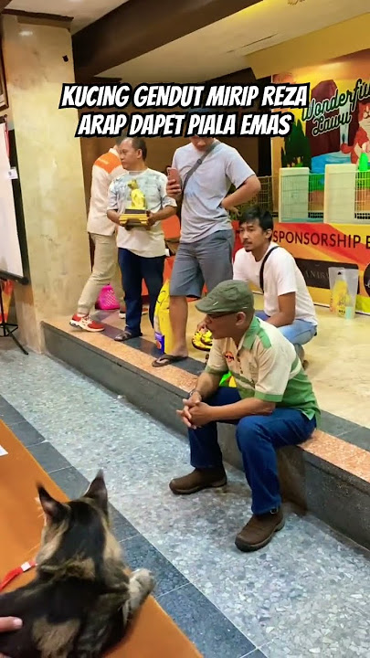 KUCING TERGENDUT MIRIP REZA ARAP MENANG LOMBA DAPAT PIALA EMAS #kucinglucu #kucingimut