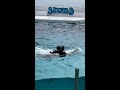 シャチとトレーナーさんで踊ってみた