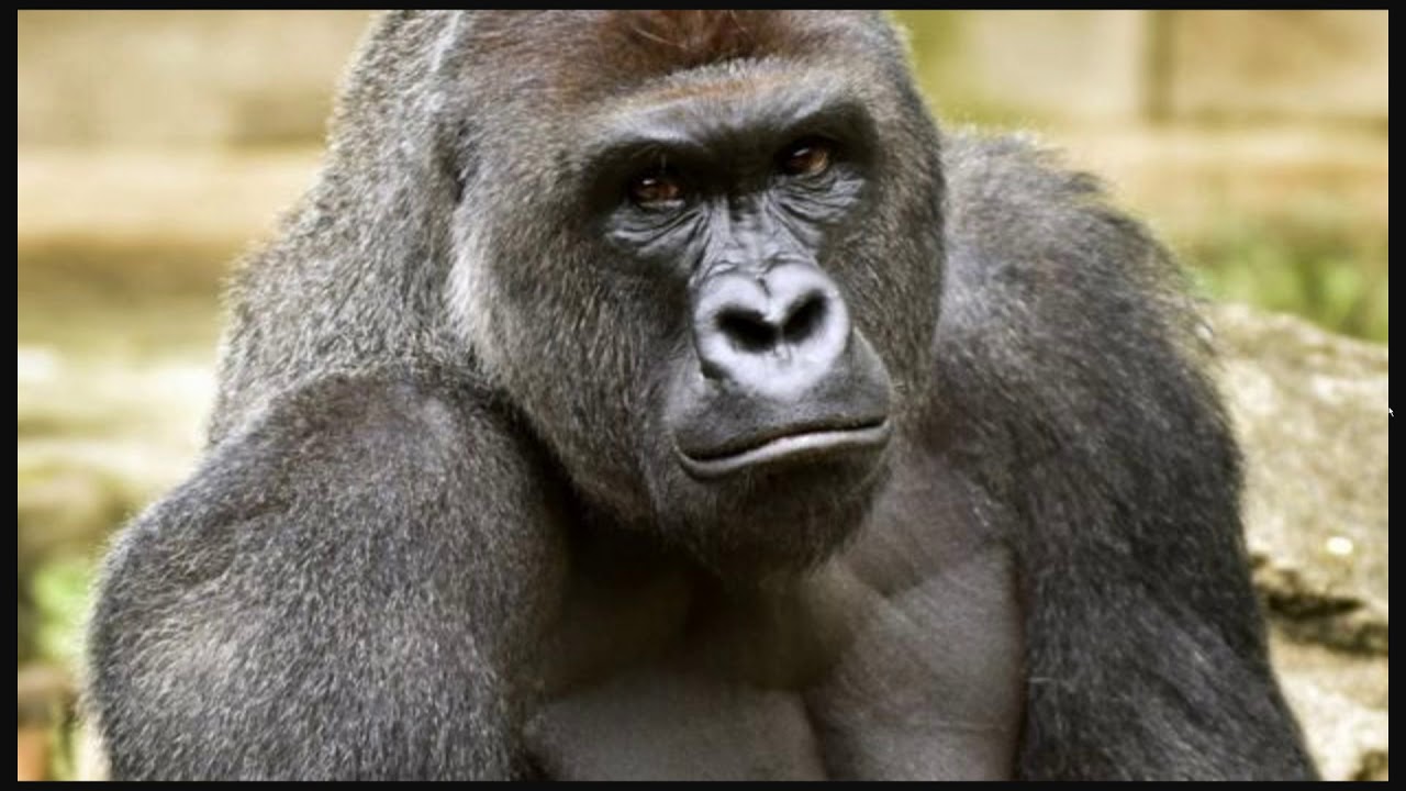 Harambe come home cover