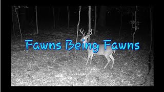 Fawns Being Fawns