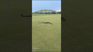 The Golf Course Has Some Unexpected Visitors.#golf #golflife #wildlife #wildanimals #wild #golfing