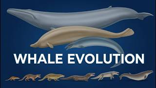Tracing Whale Evolution: Origin of Cetaceans Update 2026
