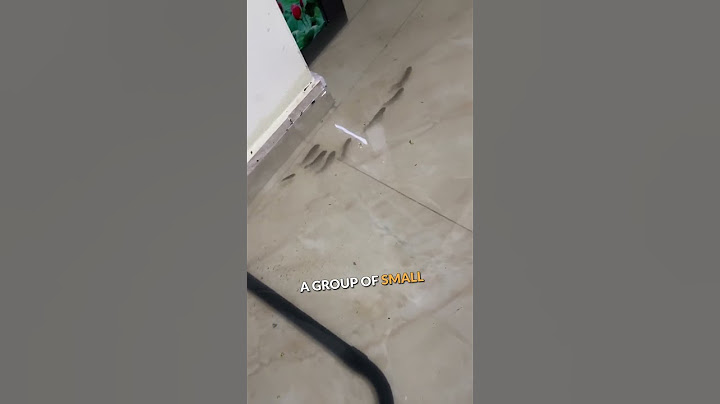 Flooded House Surprise 🐟🏡🐸 #shorts #shortsvideo #wholesome