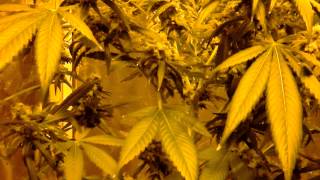 MG420: Week 8 of Flower, Grow Update