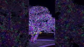My Kid Got to Light the Neighborhood Tree #shorts