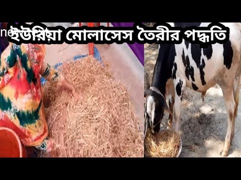 ভিডিও: কিভাবে একটি পিট ষাঁড় বাড়াতে