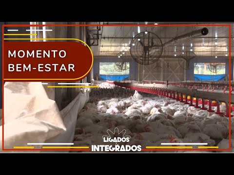 Como manter a qualidade do ar para as aves dentro da granja? | Ligados&Integrados - 21/03/2023