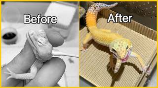 Vet Removes Eye Cyst from Leopard Gecko | Stuck Shed Treatment &amp; Recovery