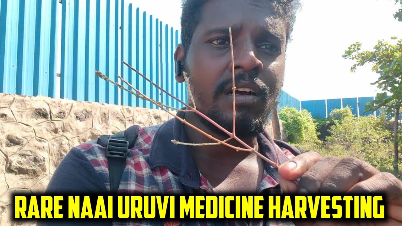 Rare Naai Uruvi Medicine Harvesting Tamil | Village Farmer Tamil #farmerstamil #farming #farmingtami