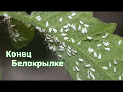 Какие препараты использую