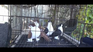 картинка: УФИМСКИЕ СПАРТАКИ РИНАТА ШАКИРОВА, The dove Ufa Spartak.