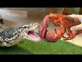 【テン君vsロブスター】２mのオオトカゲにオマール海老を与えたら咀嚼音が...ヤバすぎた！