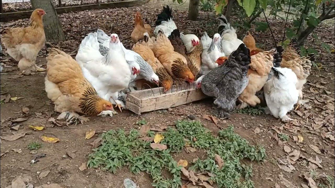 Feeding My FreeRange Brahma Chickens YouTube