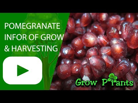 Pomegranate fruit - information of grow & harvesting