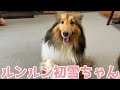 【シェルティ】ルンルン初雪ちゃん🐾【またおいでね】
