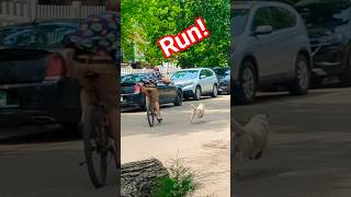 #siberianhusky #running #huskylife #husky #aussie