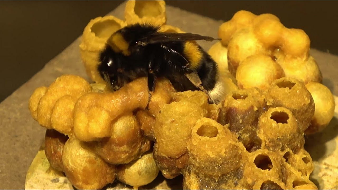 nest bumblebee transformers