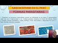 video sarcocystis