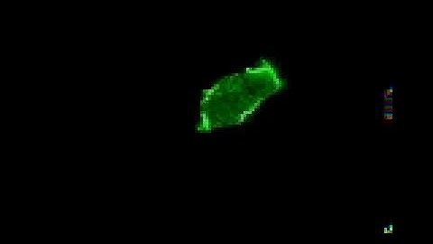Dictyostelium discoideum cell Ras-C-GFP
