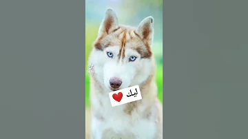 كلاب بيتبول 