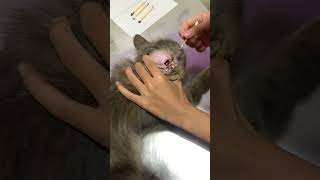 Ocil after grooming and earcleaning #cat #pets #kucinglucubandung #cute #nizamkucinglucu  #grooming