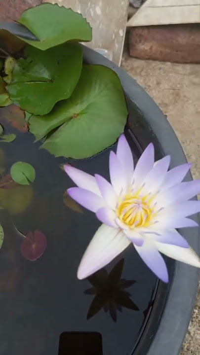🪷🪷#waterlily