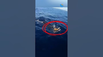 Tijgerhaai redt 100 jaar oude zeeschildpad