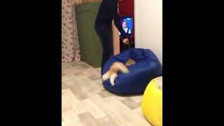 #ShortS ~ Cat Jumping Into Bean Bag & Gets Stuck!