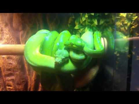 Beautiful Green Tree Python Pair + Caudal Luring!