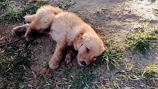 Download Lagu Weak from illness, the poor puppy lay in the park, softly crying for help MP3 Download Lagu Weak from illness, the poor puppy lay in the park, softly crying for help MP3