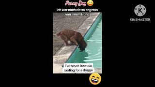 Funniest😂 Dogs and Cats Video Compilation