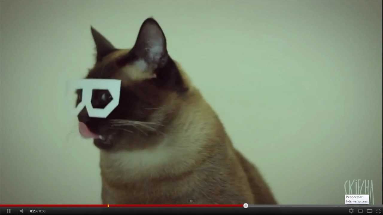 DubStep Cat YouTube