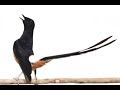 Kompilasi Masteran Murai Batu C Jenggot Cililin Srindit Kapas Tembak Colibri Ninja Mp3 - Mp4 Download