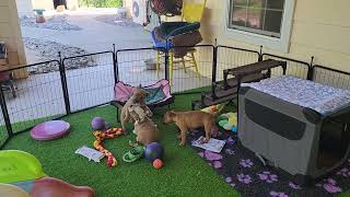 AKC STAFFORDSHIRE BULL TERRIER PUPPIES PLAYING by shastastaffordsanddobermans 394 views 3 weeks ago 7 minutes, 17 seconds