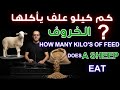 كم كيلو علف يأكل الخروف في دورة التسمين 3 6 شهور 