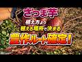 さつま芋は植え方で収量は決まらない!植える場所と○○の後作が豊作確定になる理由を解説します