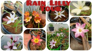 Rain Lilly tour#terracegardens #home garden