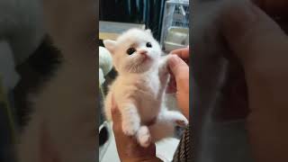 Why Cute Cats Are Taking Over Your Feed Suddenly