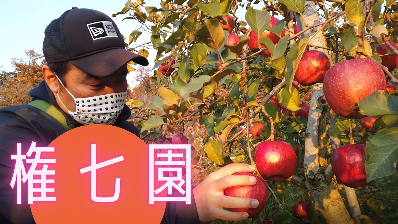 二戸のりんご 金田一 権七園でりんごをかじる Youtube