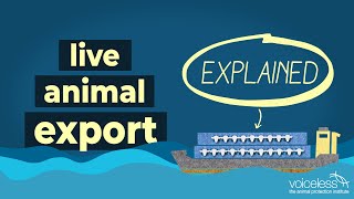 Live Animal Export Explained