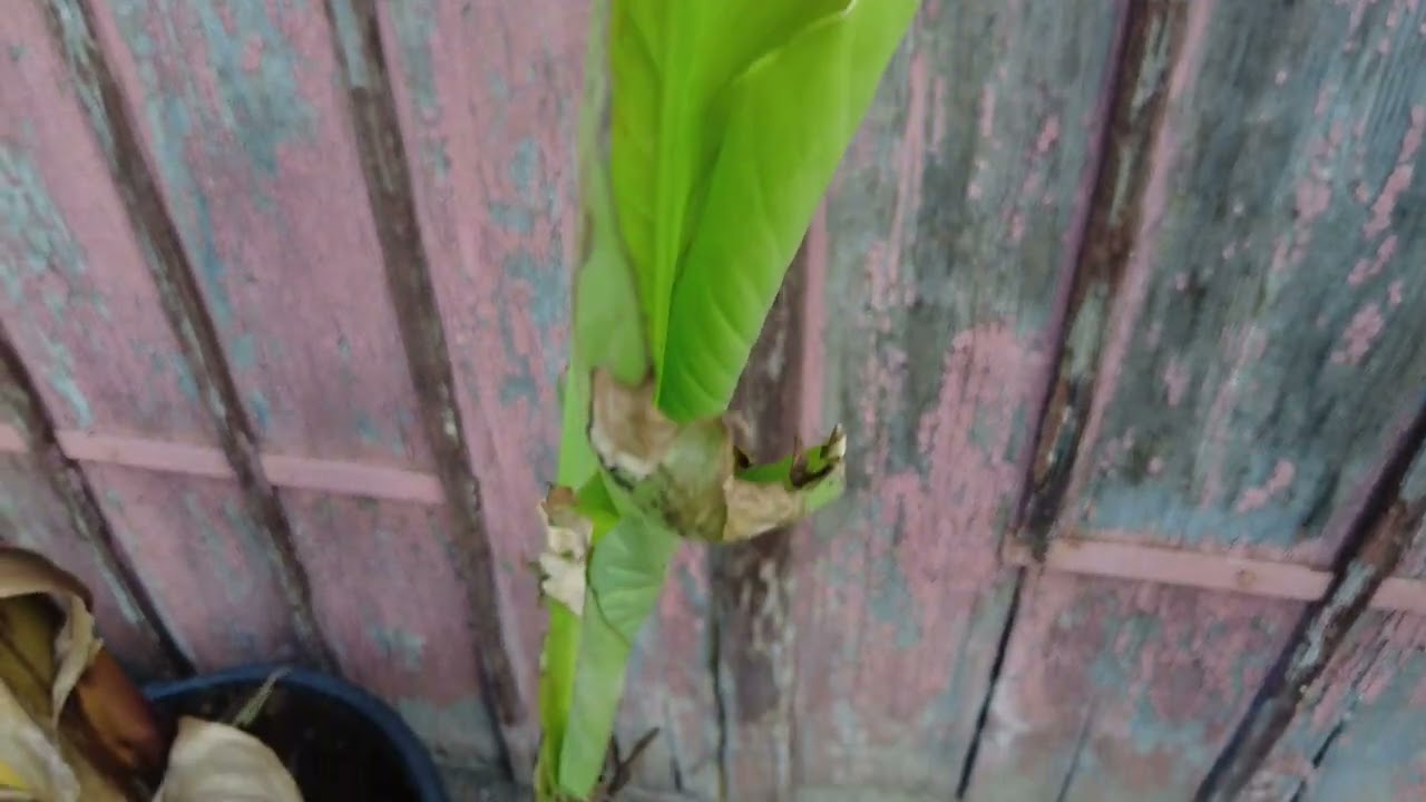 Japanische Faserbanane im Garten: Das musst du wissen