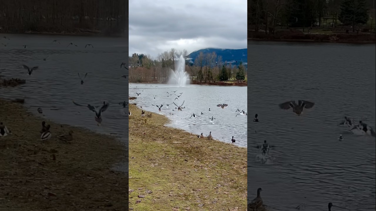 Ducks Taking Off at the Lake! 🦆🦆🤩 