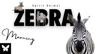 Zebra Spirit Animal Zebra Spirit Guide Zebra Symbolism Zebra Totem