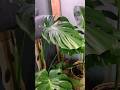 How a MONSTERA mid cut grows