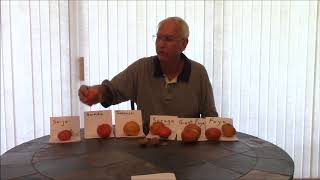 persimmon tasting Fuyu Persimmon Taste Test