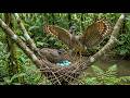 Sunbittern - 90 days from egg to Survivor